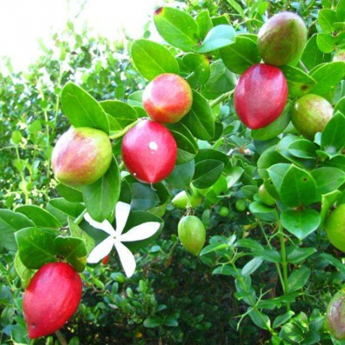 Carissa macrocarpa | Prunier de Natal