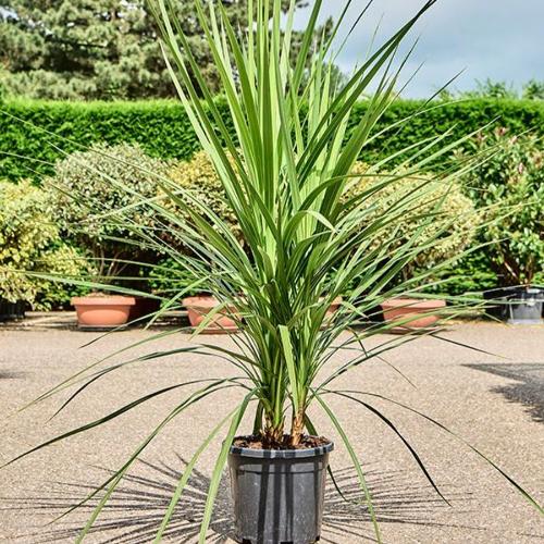 Cordyline Australis