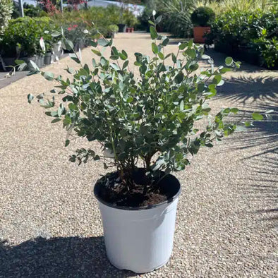 Eucalyptus 5L