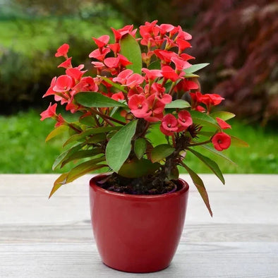 Euphorbia Milii