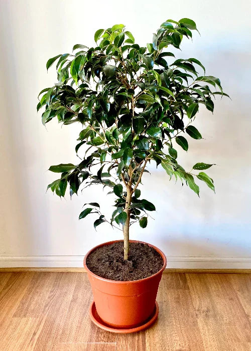 Ficus Benjamina