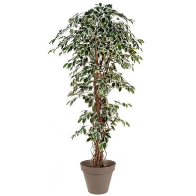 Ficus Panache 20L