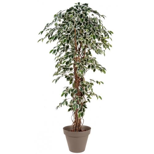 Ficus Panache 20L