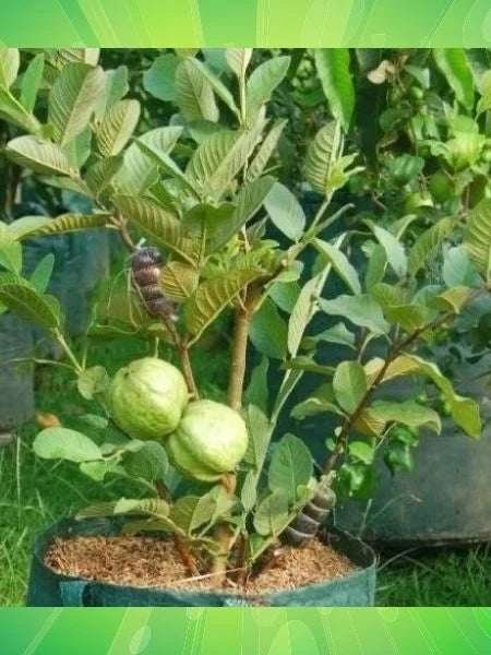 Guava 5L