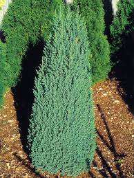 Juniperus Chinensis