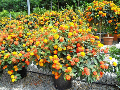 Lantana