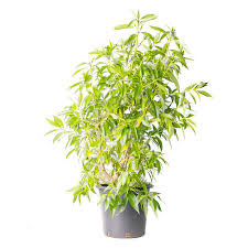 Myoporum Laetum 20L