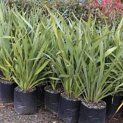 Phormium petit