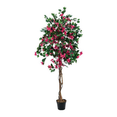 Bougainvillier 7L