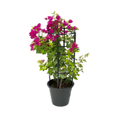 Bougainvillier 5L