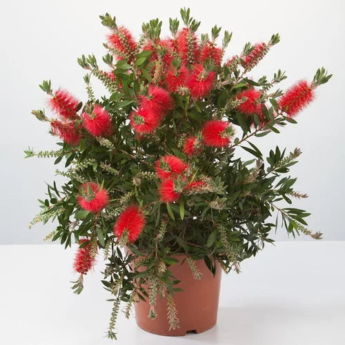 Callistemon Viminalis